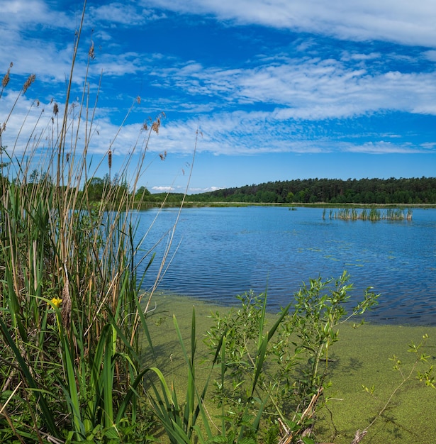 Lago estivo ricoperto di giunchi e canne