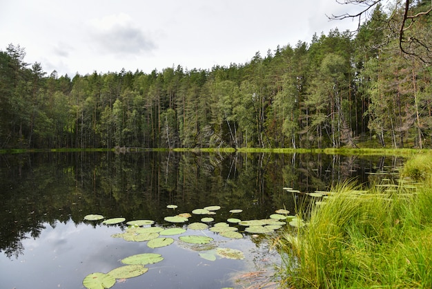 Lago forest in un parco naturale di estate