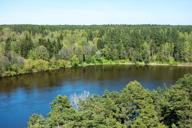 Lago forestale fiume nella foresta