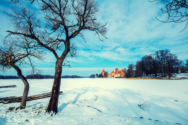 Lago ghiacciato con albero, Trakai, Lituania