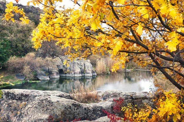 Lago in montagna sotto l'albero giallo