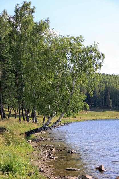 Lago Izhbulat vicino alla foresta