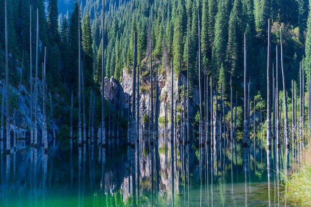 Lago Kaindy - lago della montagna nel Kazakistan