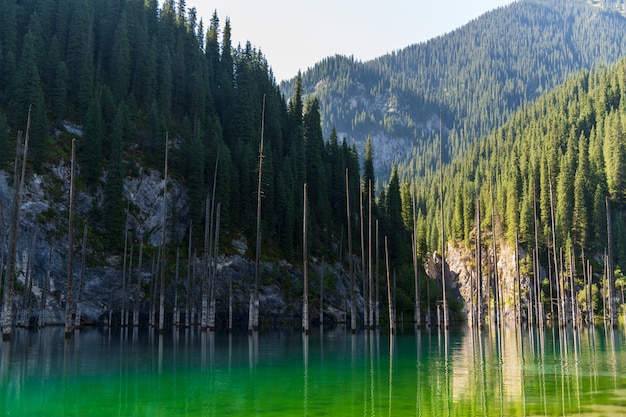 Lago Kaindy - lago della montagna nel Kazakistan