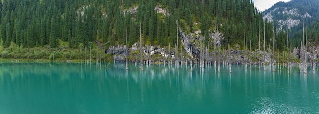 Lago Kaindy nel sistema montuoso Tien Shan, Kazakistan