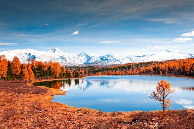 Lago Kidelu nelle montagne di Altai, Siberia, Russia. Cime innevate e foresta autunnale gialla. Bellissimo paesaggio autunnale.