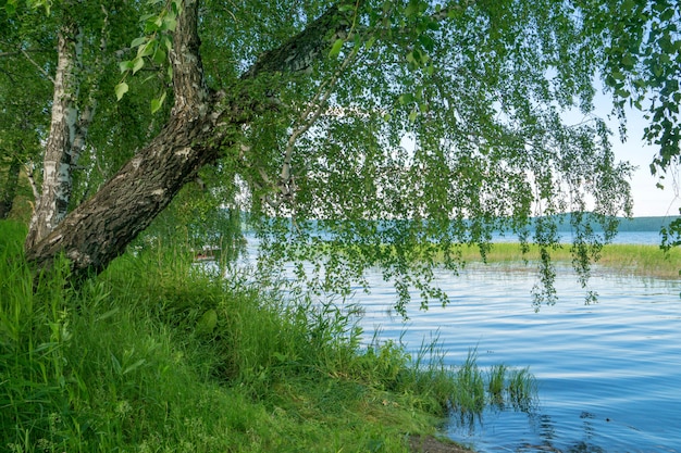 Lago naturale vicino alla foresta un giorno soleggiato