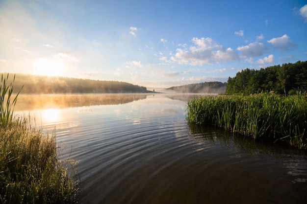 Lago nebbioso all'alba estiva con erba alta