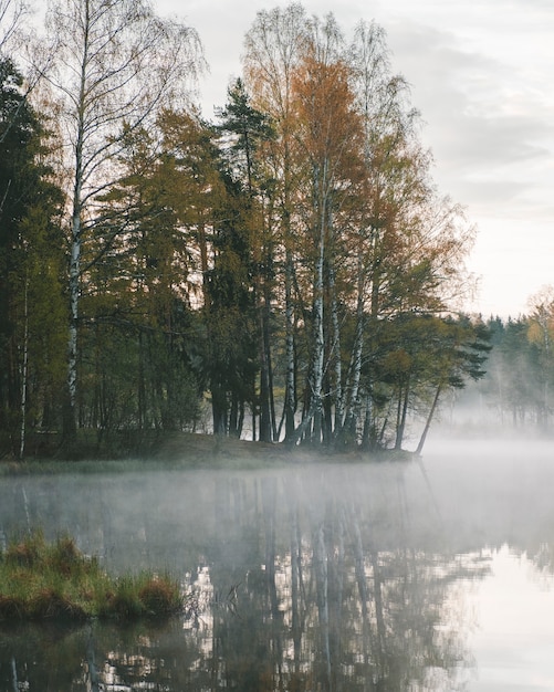 Lago nebbioso in un bosco di betulle in autunno