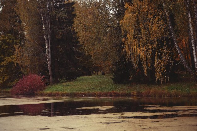 Lago nel parco autunnale Bellezza autunnale