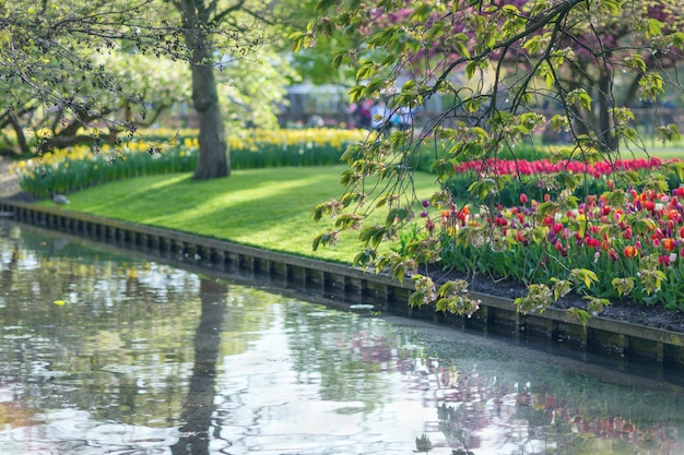 Lago nel parco Keukenhof durante il tempo di primavera. Messa a fuoco selettiva