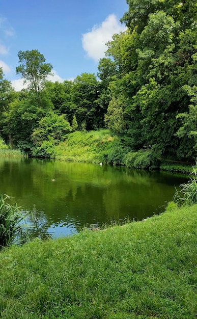 Lago nella foresta di latifoglie