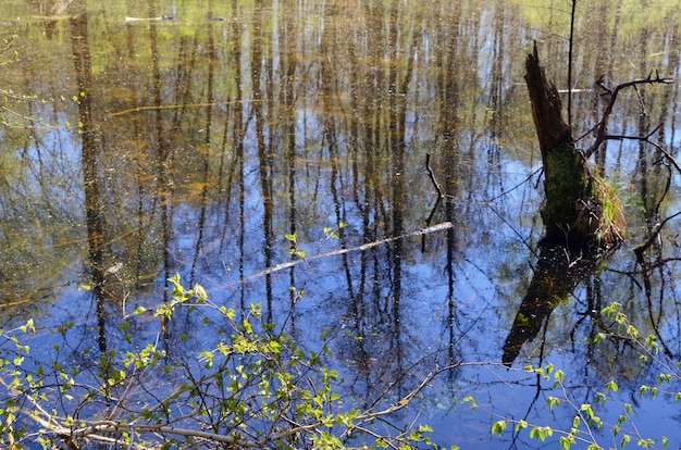 Lago nella foresta di primavera