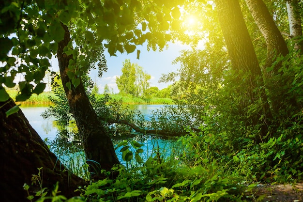 Lago nella foresta profonda