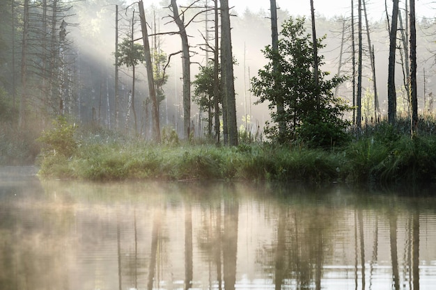 Lago nella foresta