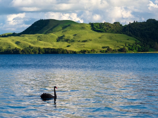 Lago Okatania NZ Black Swan Cygnus atratus