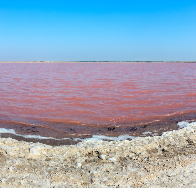 Lago salato rosa Syvash Ucraina