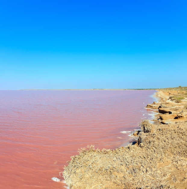 Lago salato rosa Syvash Ucraina