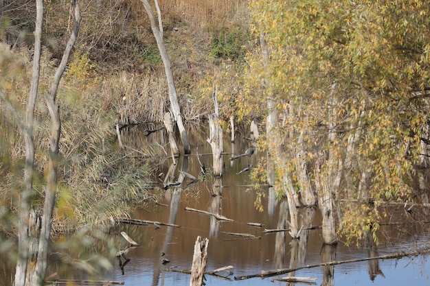 lago selvaggio con alberi secchi nell'acqua