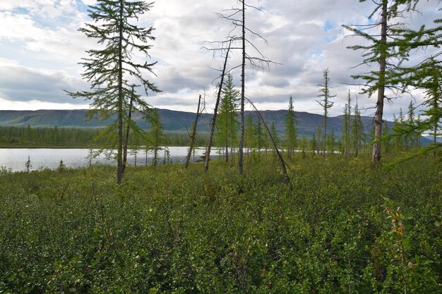 Lago Taiga