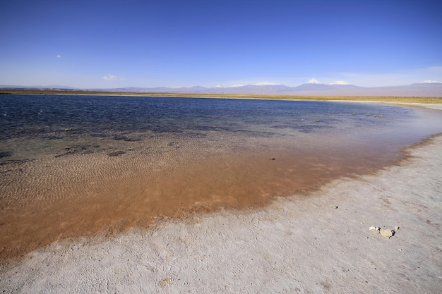 Laguna Cejar Atacama Cile