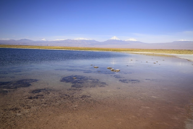 Laguna Cejar Atacama Cile