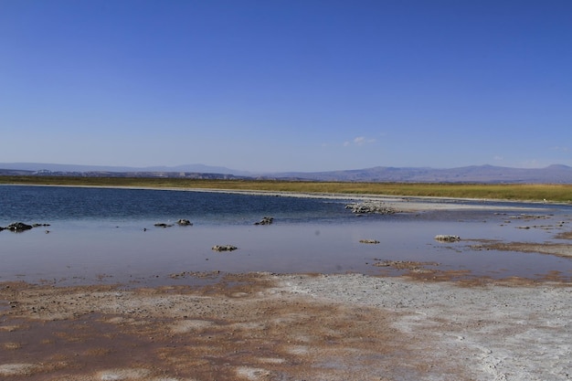 Laguna Cejar Atacama Cile