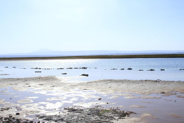 Laguna Cejar Atacama Cile