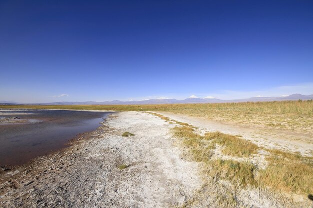 Laguna Cejar Atacama Cile