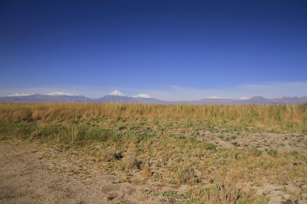 Laguna Cejar Atacama Cile