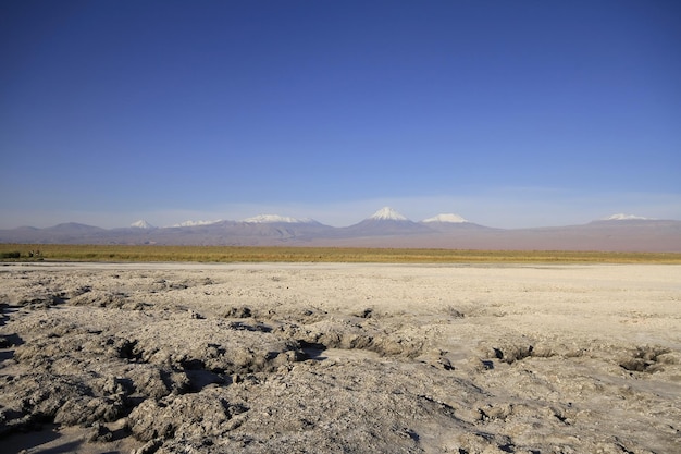 Laguna Cejar Atacama Cile