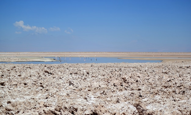 Laguna di Chaxa con fenicotteri