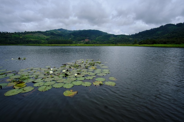 Laguna oconale