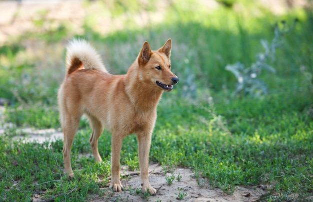 Laika finlandese careliano