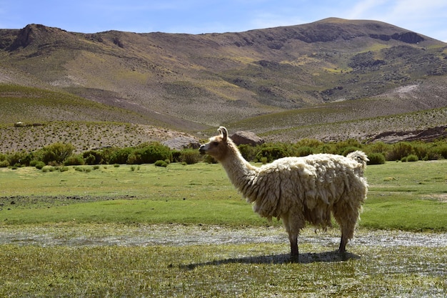 Lama al pascolo in un prato Tour fuoristrada sulla distesa salata Salar de Uyuni in Bolivia