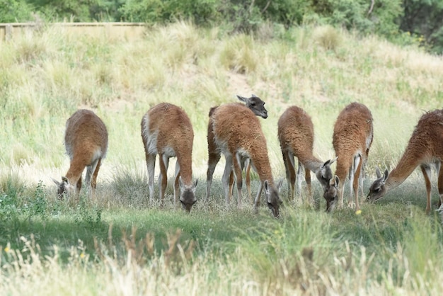 Lama animale in pampa ambiente prateria La Pampa provincia Patagonia Argentina