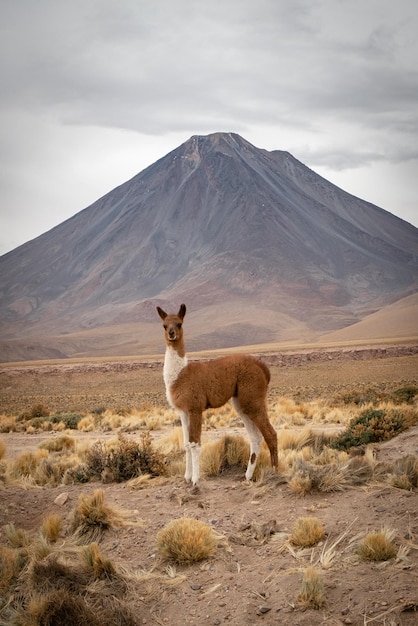Lama contro il paesaggio vulcanico