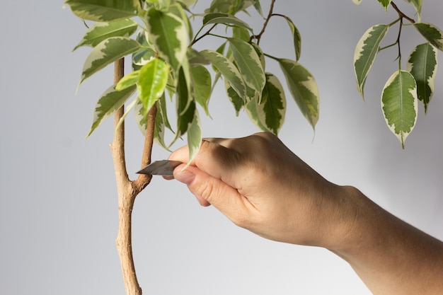 Lama della tenuta della mano della donna per tagliare il ramo dal gambo del ficus o rimuovere la corteccia della parte per produrre la propaggine sul tronco per fare la radice sullo sfondo bianco