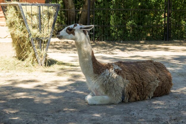 Lama glama sdraiato a terra nella fattoria