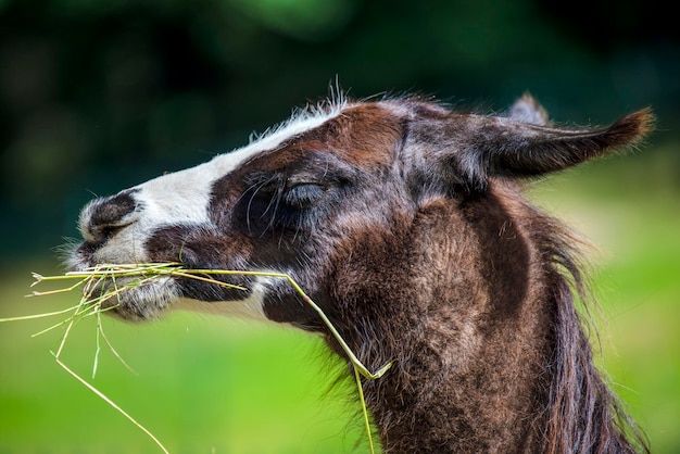 Lama guarda nella telecamera e mangia l'erba Closeup ritratto di un lama da masticare erba