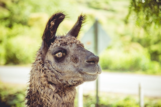 Lama in fattoria