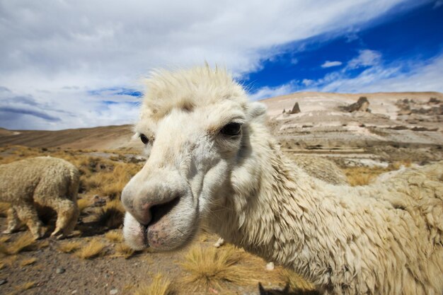 Lama in montagna