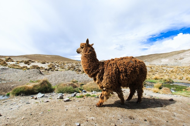 Lama in montagna