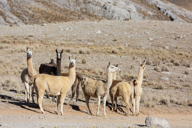 Lama in un'area remota dell'Argentina