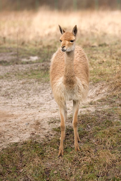 Lama in una radura allo stato brado