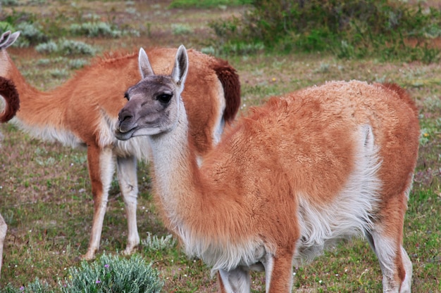 Lama nel parco nazionale Torres del Paine, Patagonia, Cile