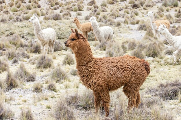 Lama nella natura