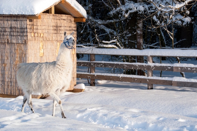 Lama nella neve. Voliera e una recinzione fatta di tronchi.