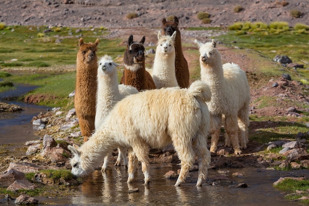 Lama nella remota area dell'Argentina