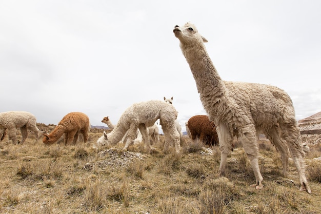 Lama nelle Ande del Perù